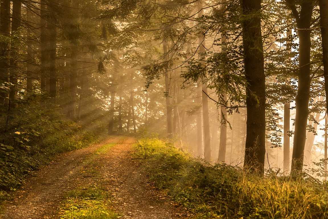 nature-3725725_960_720
